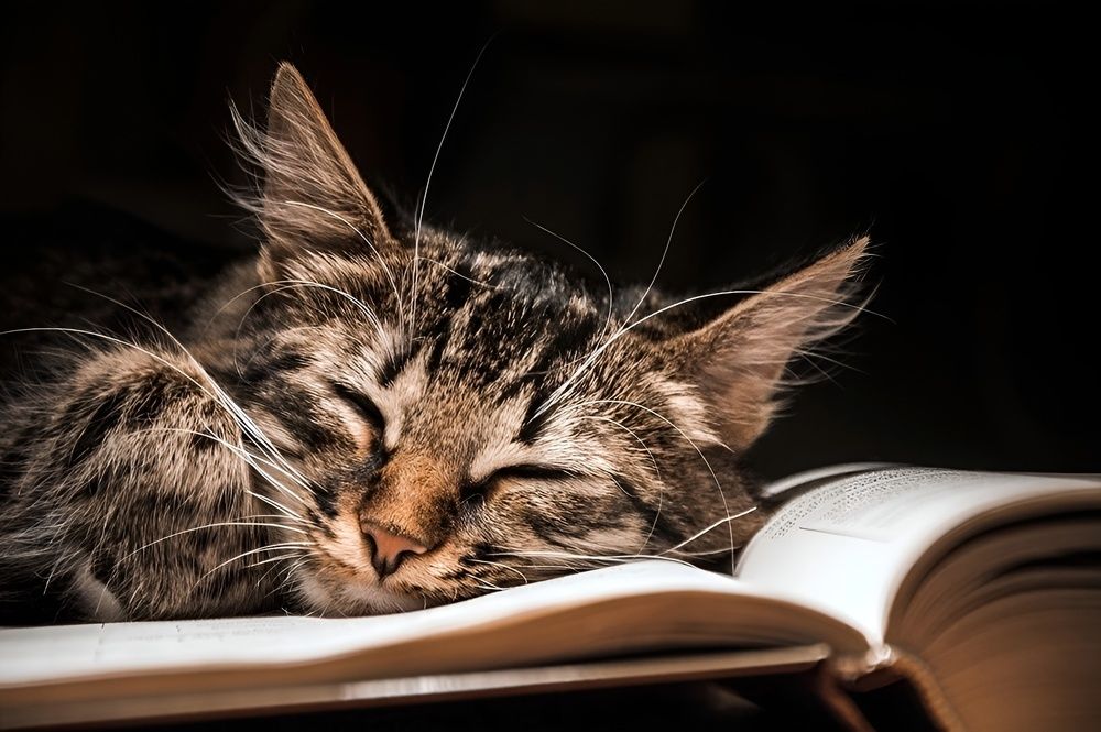 Зачиталась