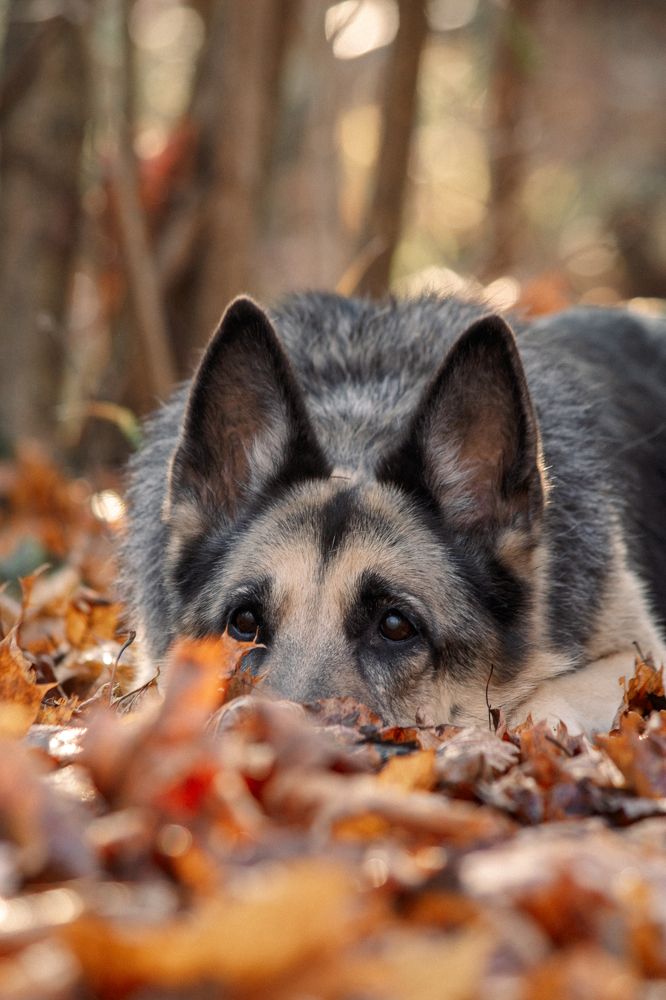 Хозяин, меня здесь нет!