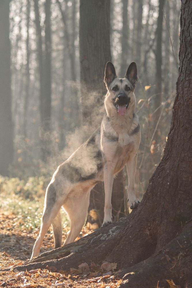 Кто сказал "белка"?