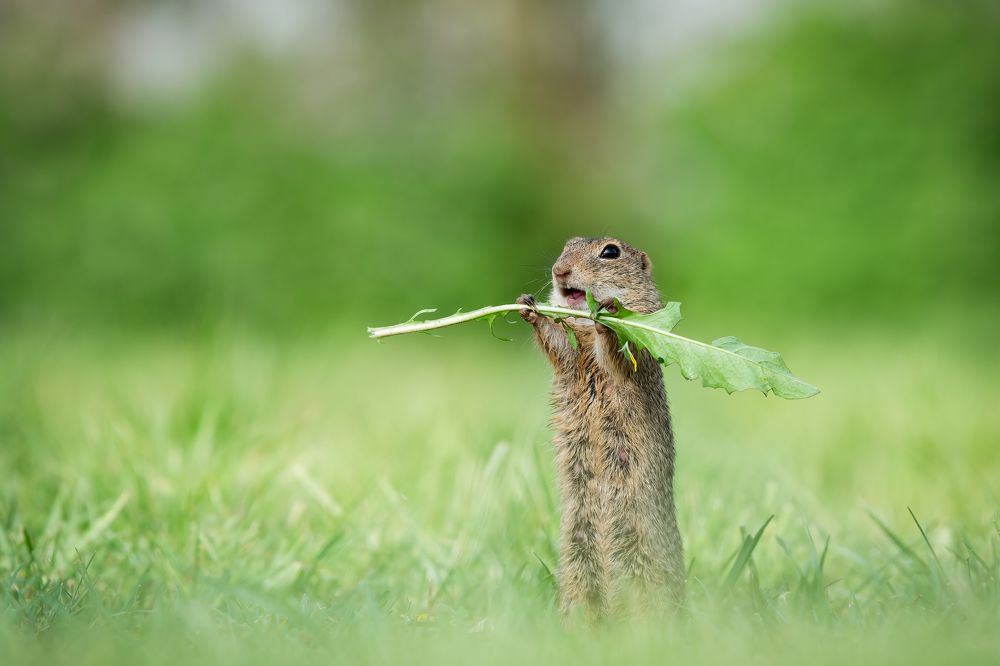 Photograph by Olena Pfister