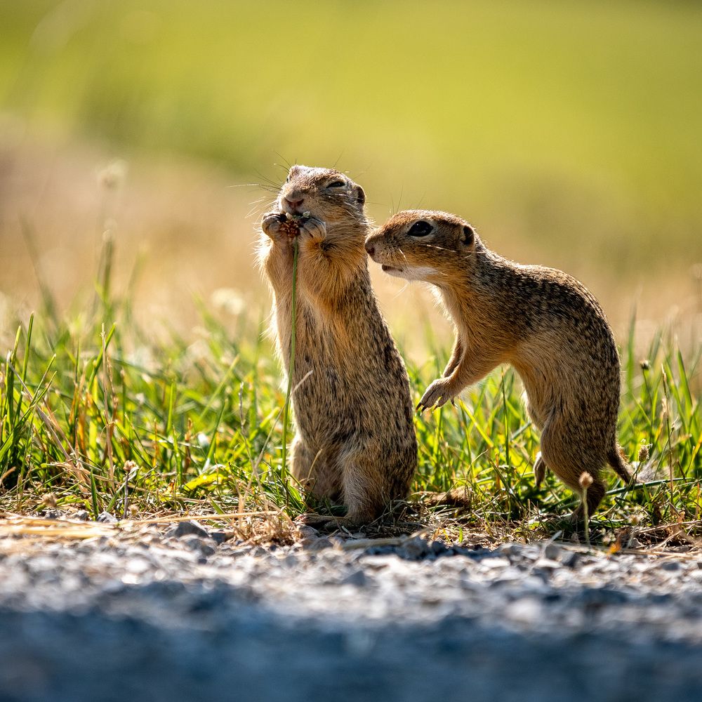 Photograph by Olena Pfister