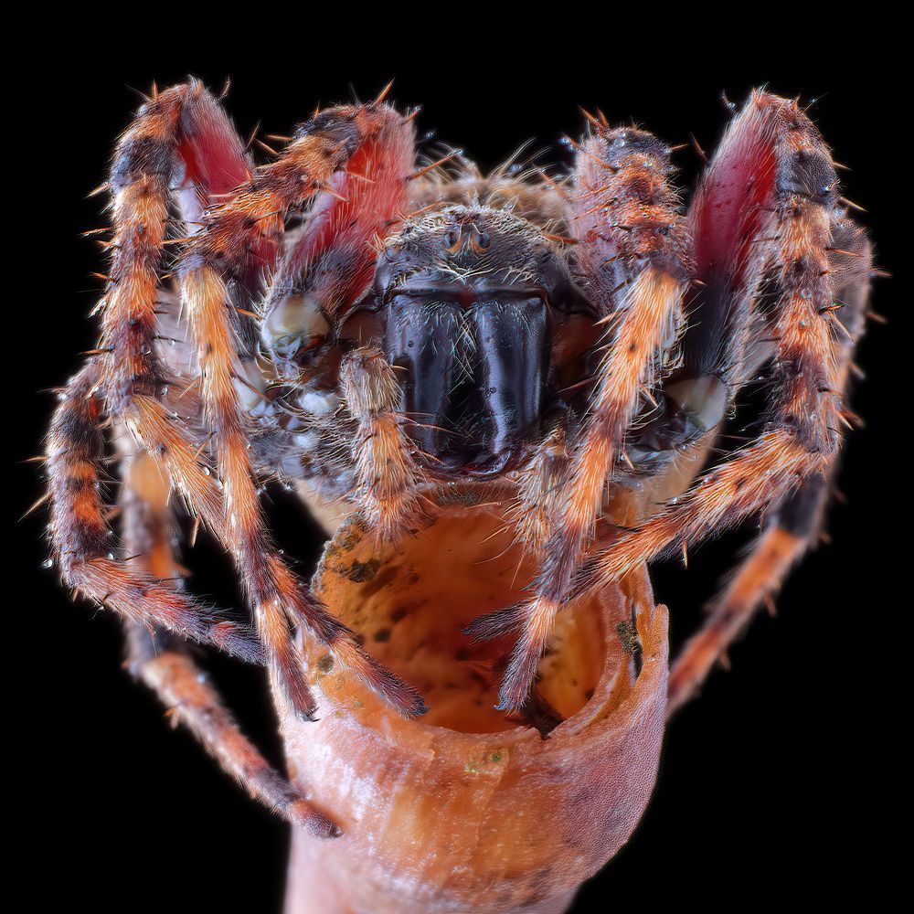 Photograph by Chen-You Li