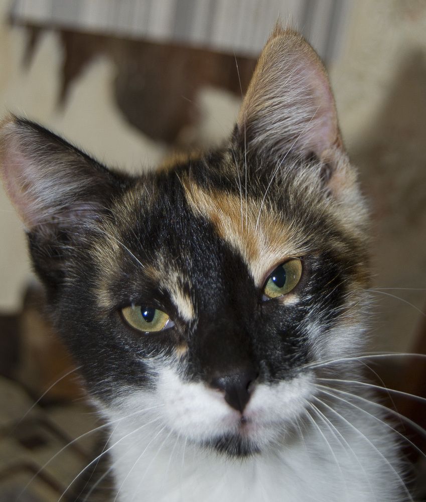 Фотография автора Геннадий Коробов