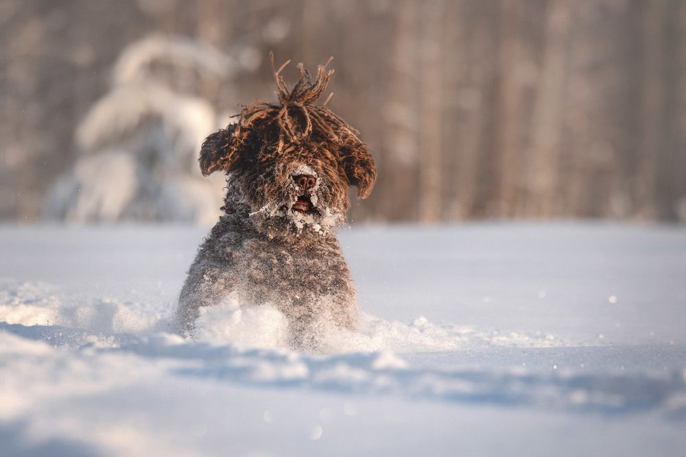 Фотография автора Ирина Мороз