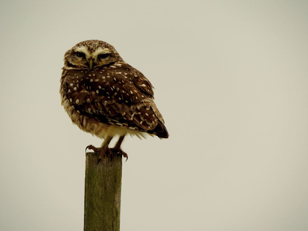 Photograph by Luiza Johnson