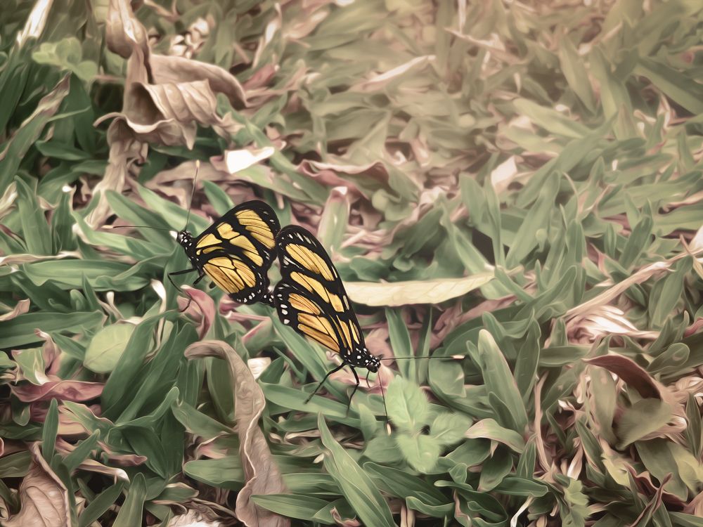 Photograph by Luiza Johnson