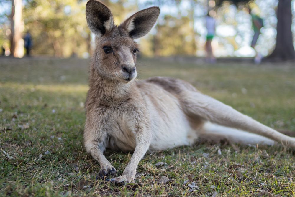 Фотография автора Alexander Pakhomov