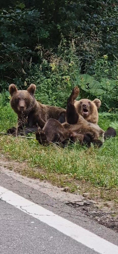 Фотография автора Sergiu Costin