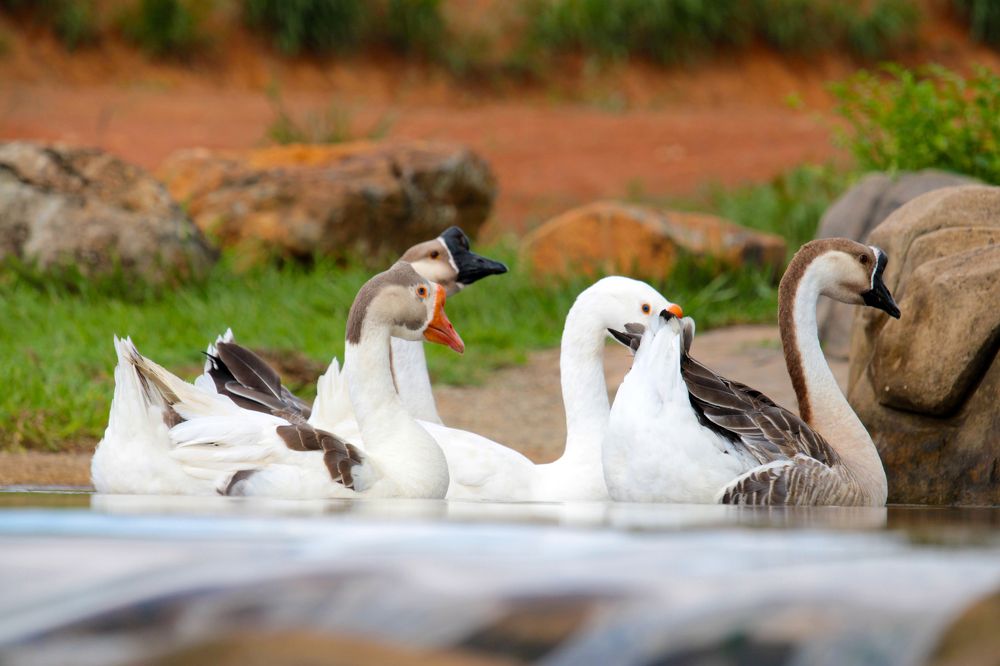 Photograph by Marcello França