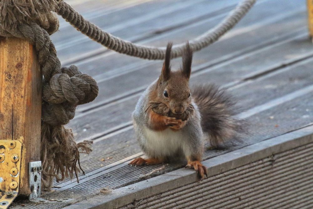Фотография автора Колосова Елена