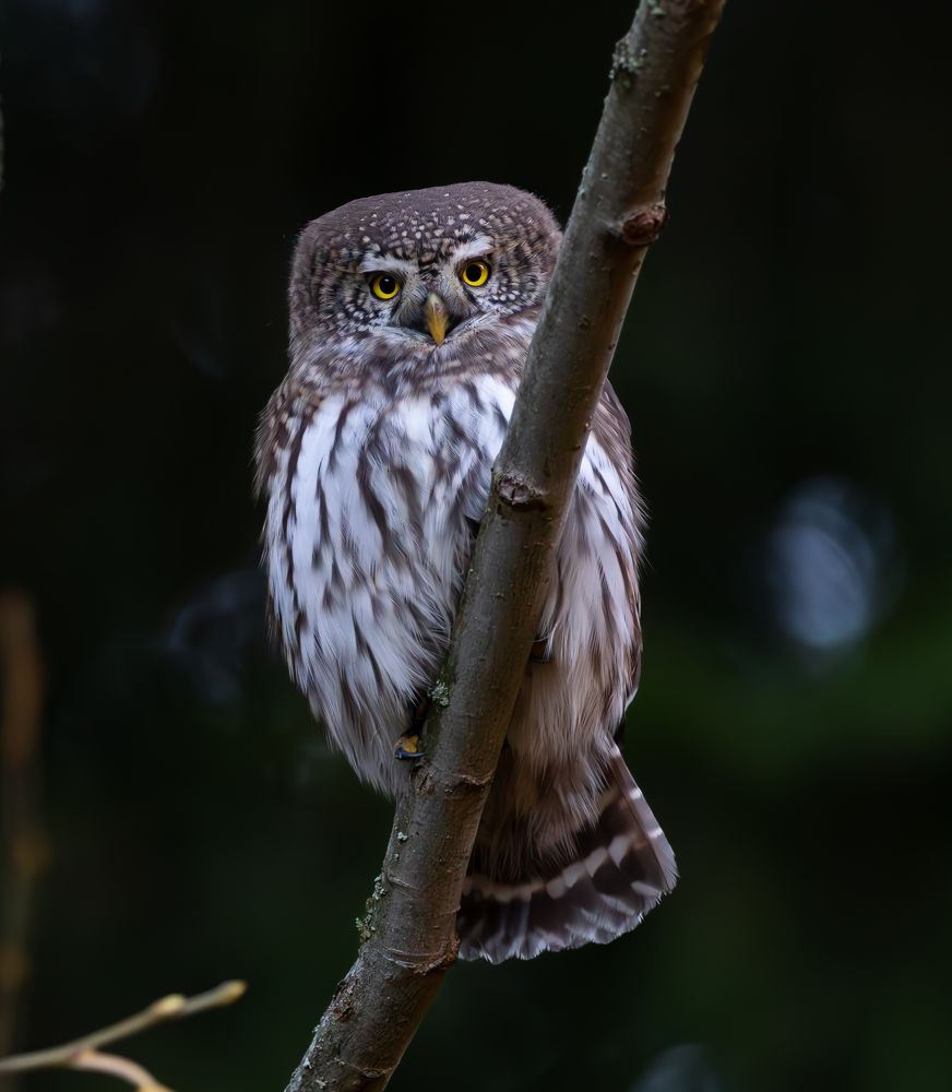 Photograph by George Alexandru Ghiuro