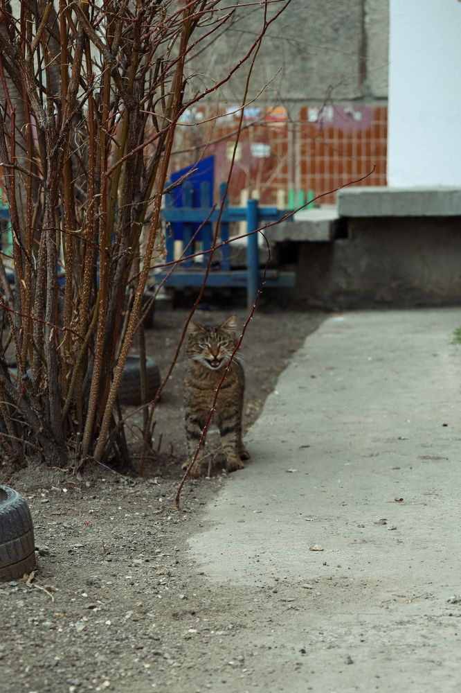 Фотография автора Julia Igosheva