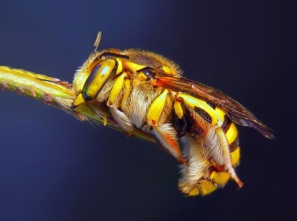 Photograph by Amin Ghaffarian