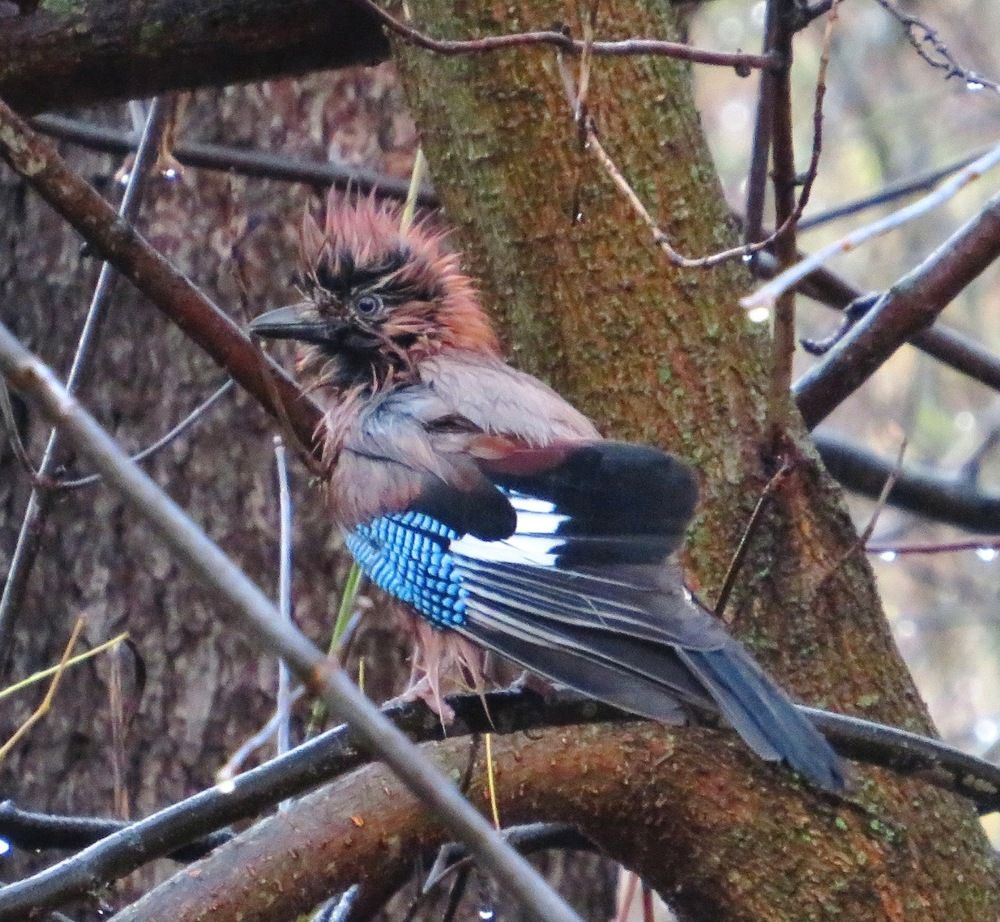 Модная причёска