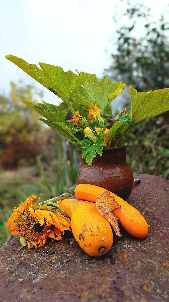 Желтенькие