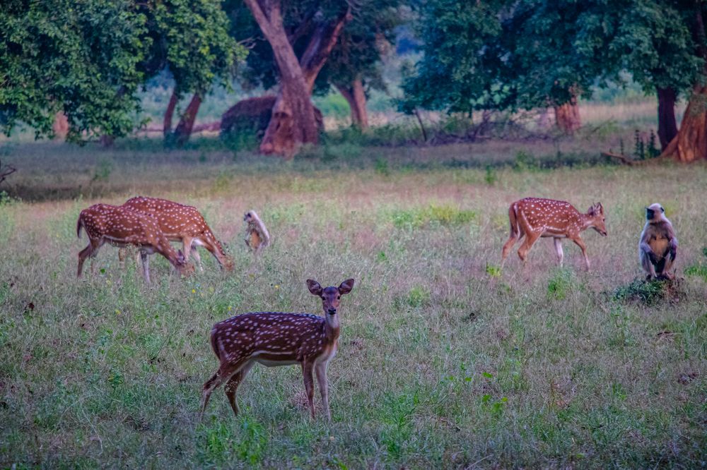 Photograph by Susobhan Biswas
