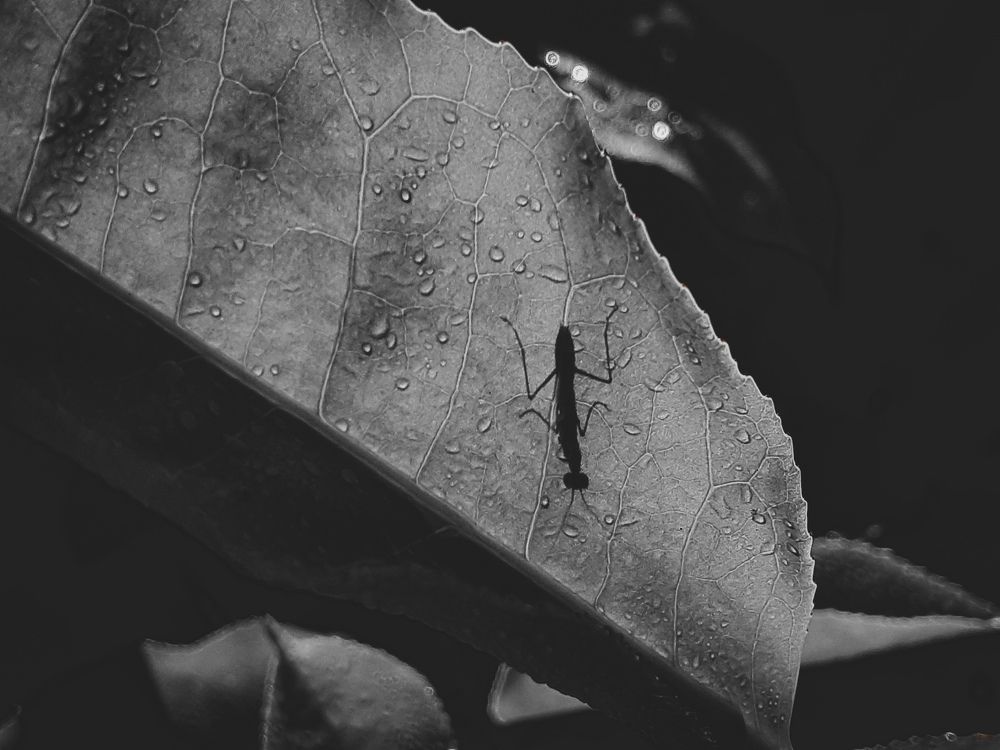 Photograph by VK chelvan Chelvan