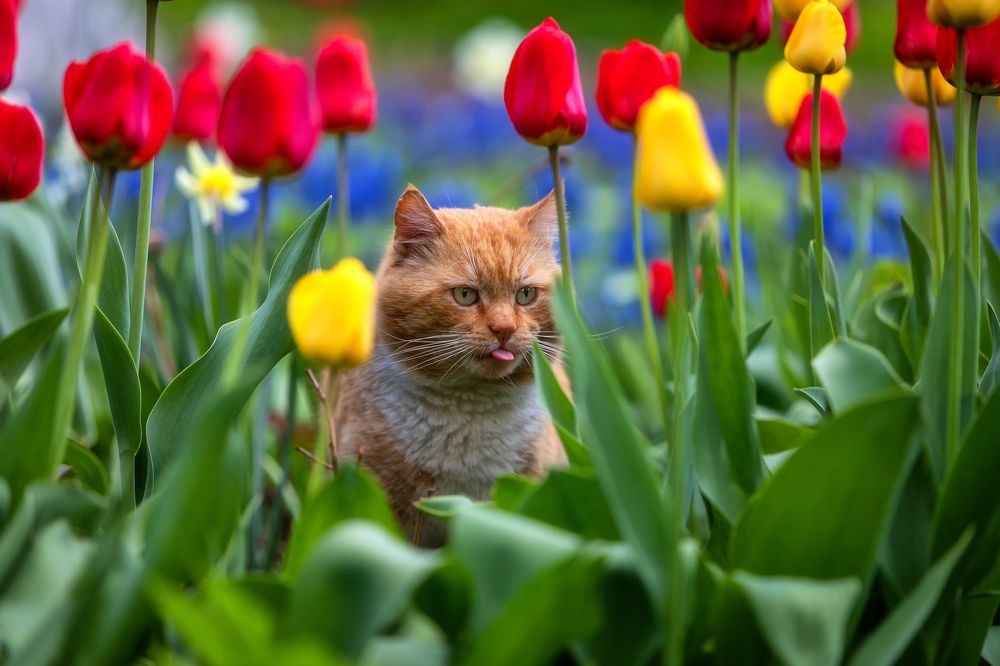 Фотография автора Александр Пашеничев