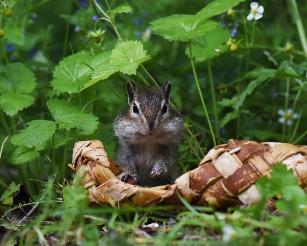 Бурундучок-лапотник..)