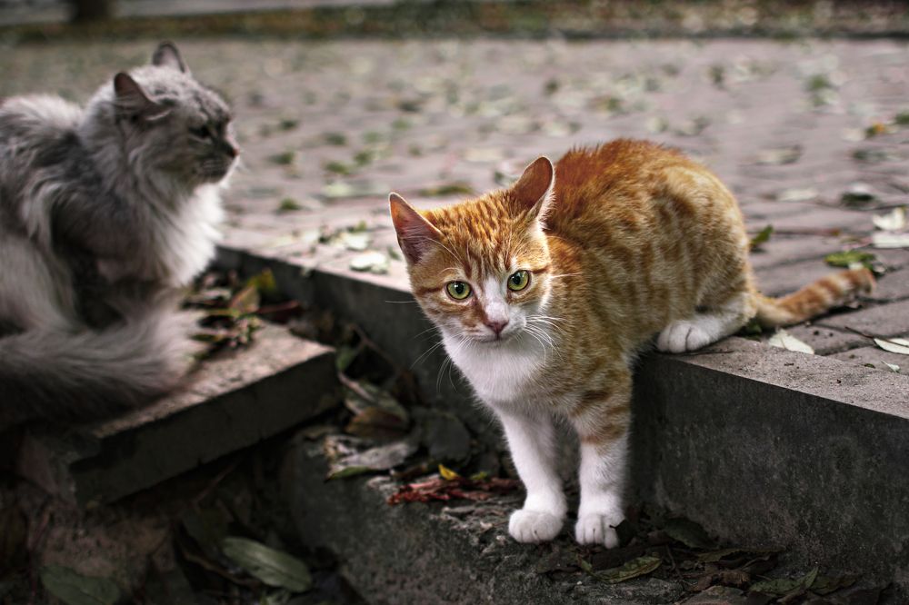 Photograph by Альфия Агзами