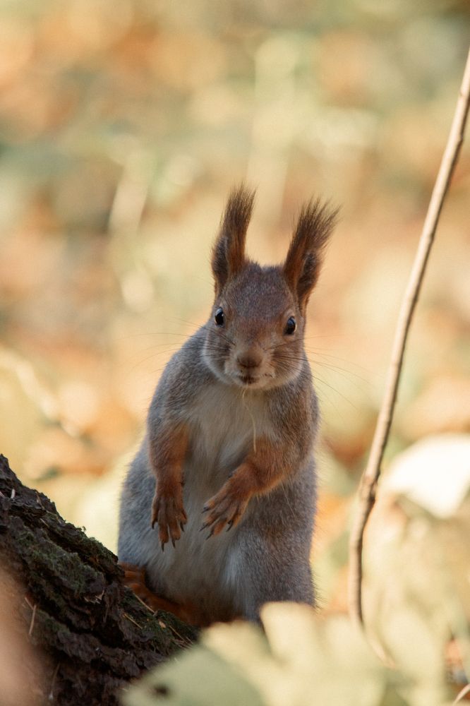 Орех, говорите?
