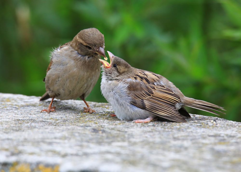 Photograph by Николай Протасеня