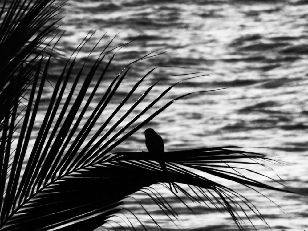 Photograph by Ольга Шугалевская