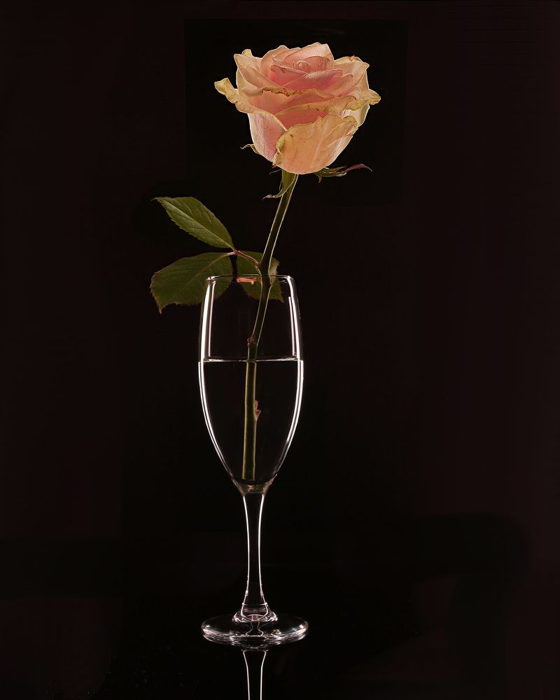 Фотография автора Елена Полякова