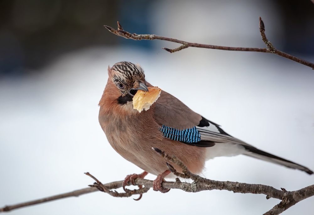 Photograph by Владимир Архипов