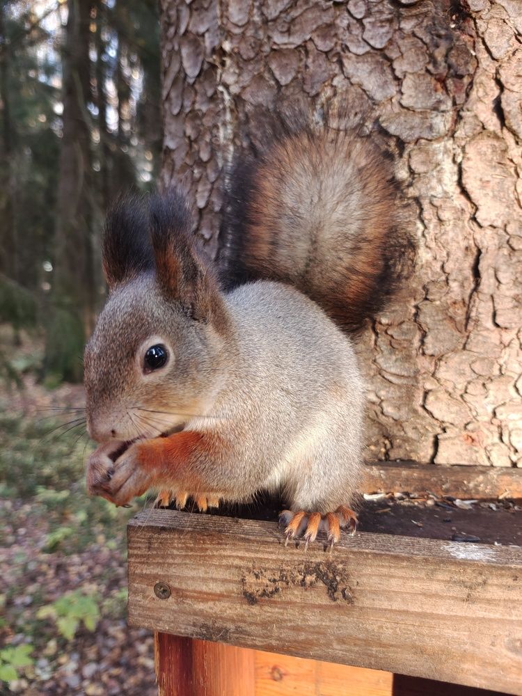 Пушистый хвост