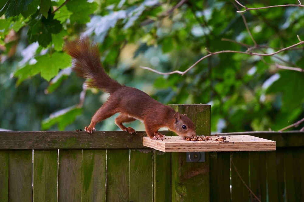 Photograph by Wener 2303