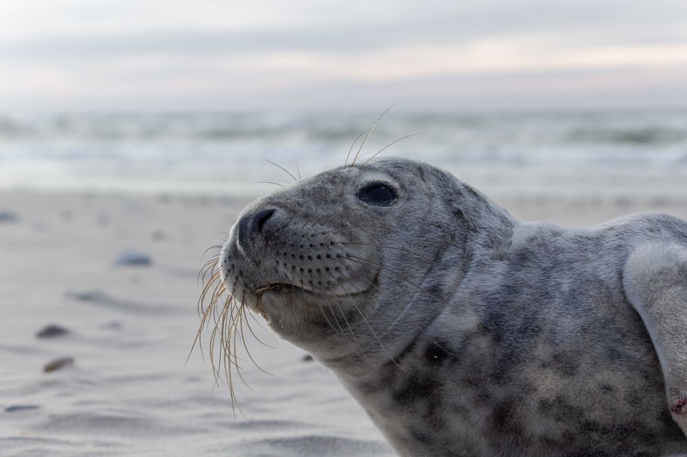 Фотография автора Alexander Pakhomov