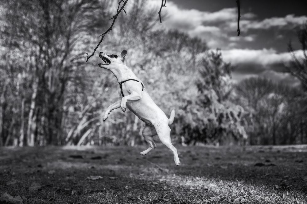 Photograph by Samir Kurtagić