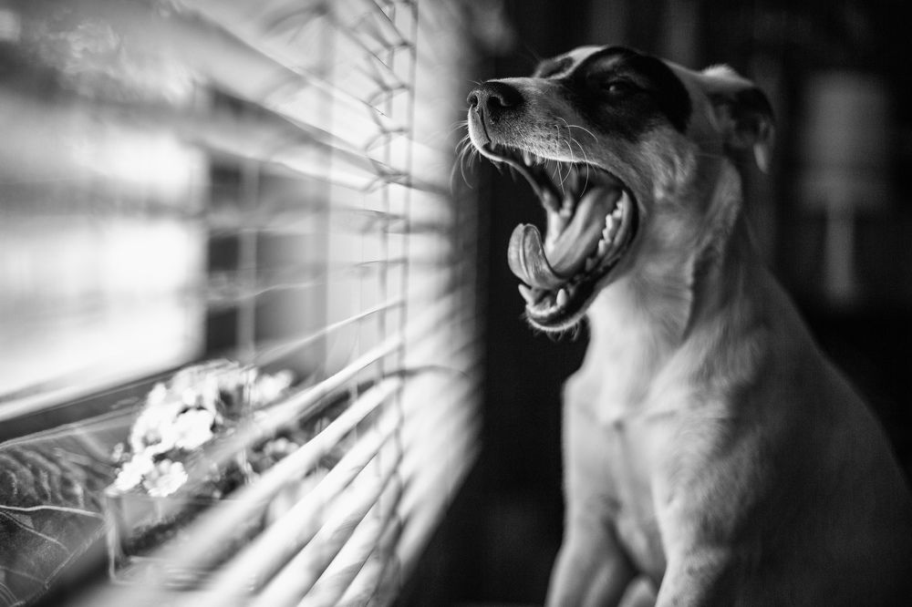 Photograph by Samir Kurtagić