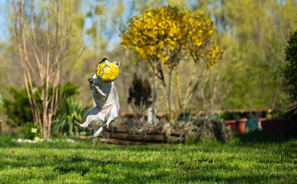 Photograph by Samir Kurtagić