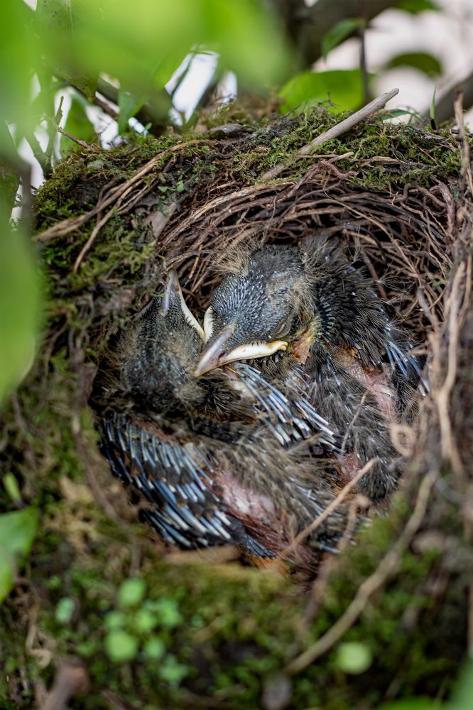 Photograph by Marcos Emanuel