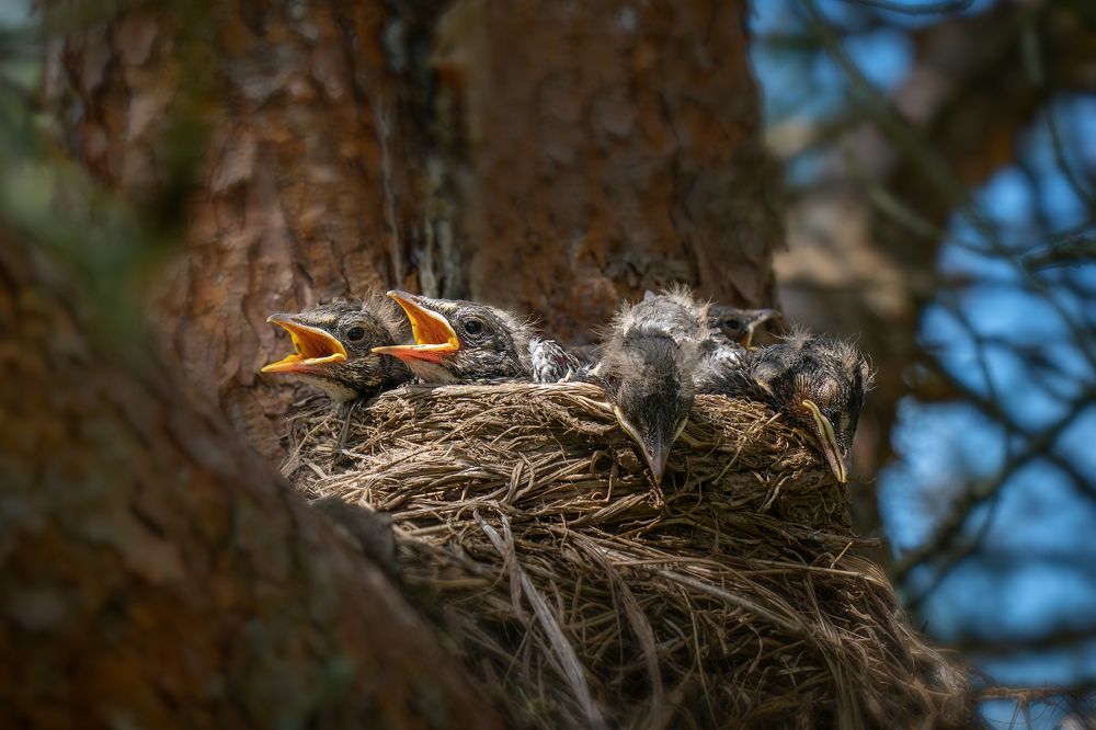 Бодрый дуэт