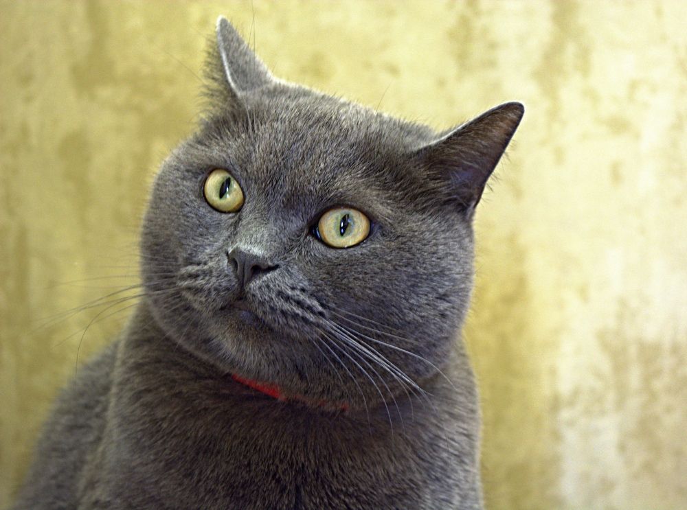 Профессиональный котомодель - Ричард