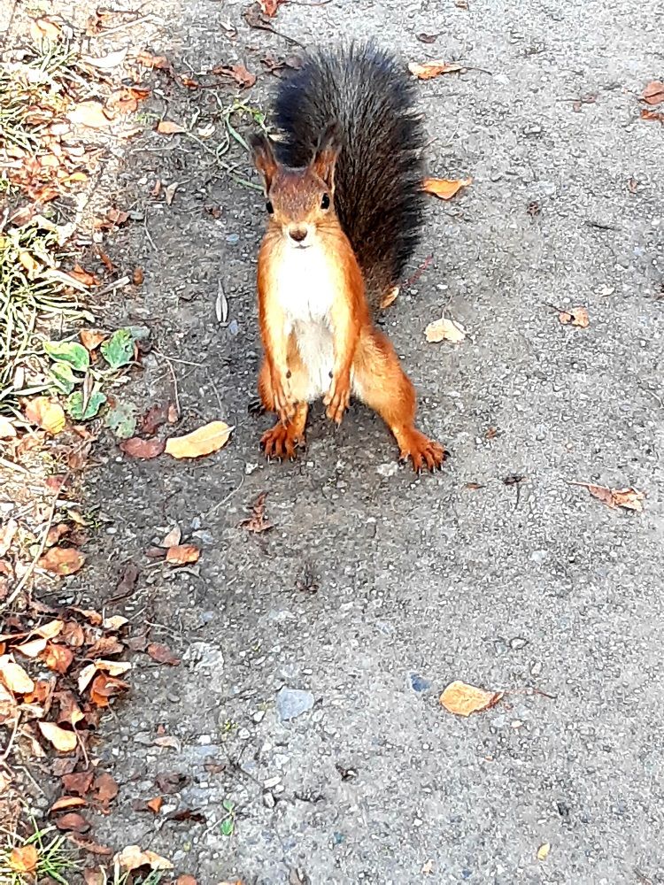 Фотография автора Наталья Шендяпина