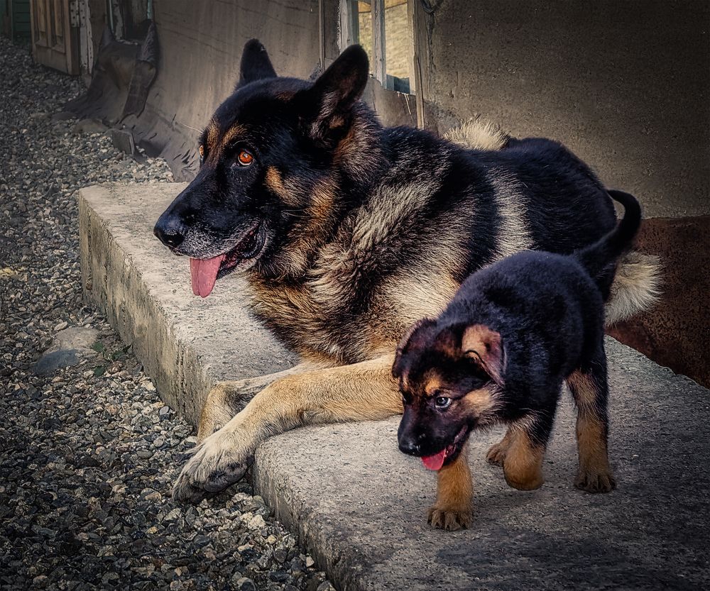 Кто против меня и Рекса ?