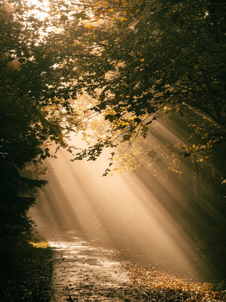 Photograph by Irina Tischer