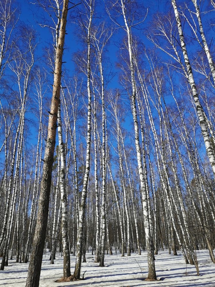 Photograph by Ольга Гирусова