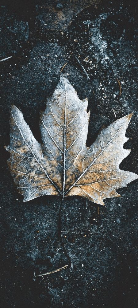 Одинокий лист