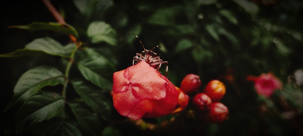 Красный цветок и его хозяин