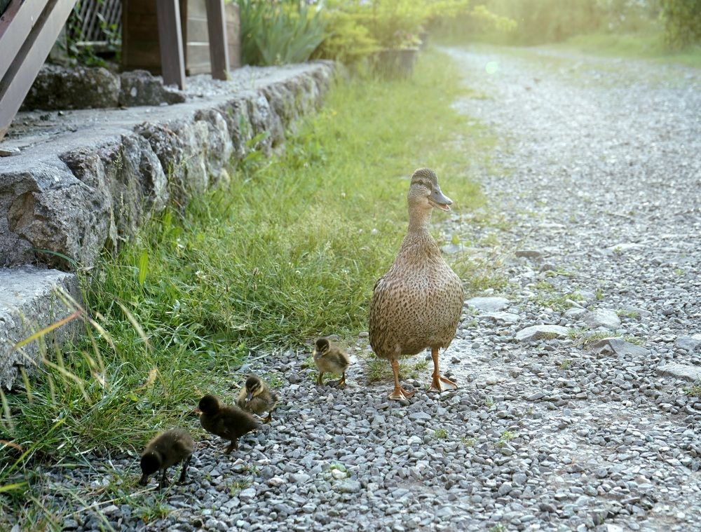 Photograph by Любовь Прохода