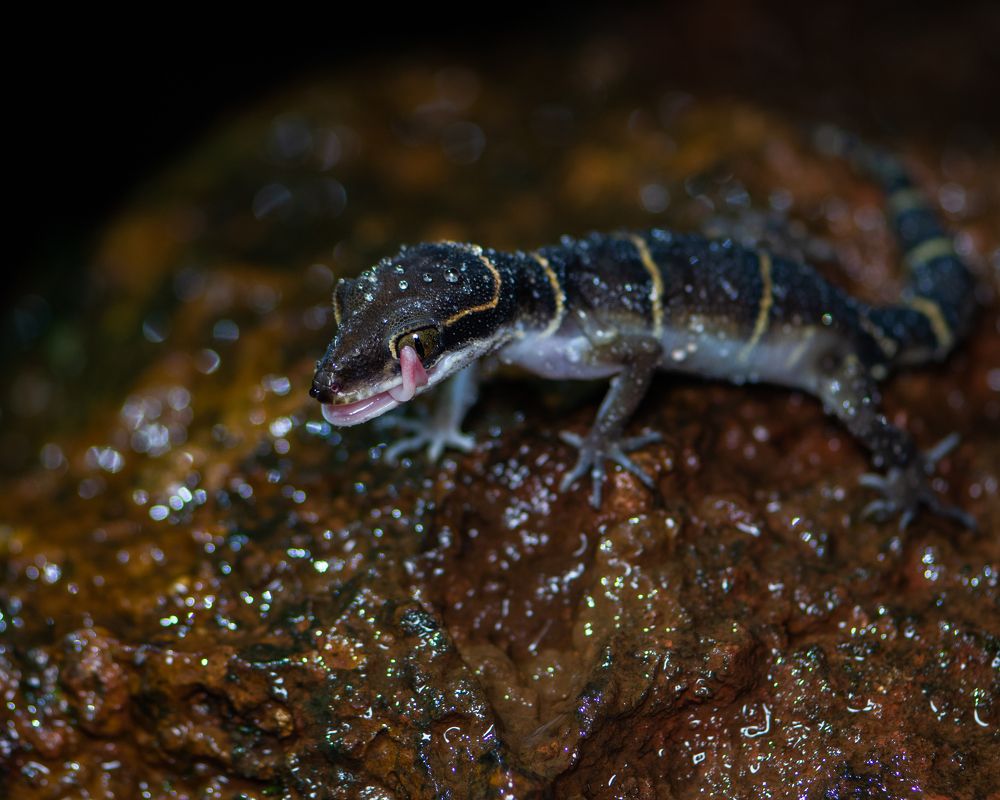 Gecko's Eye Elegance.