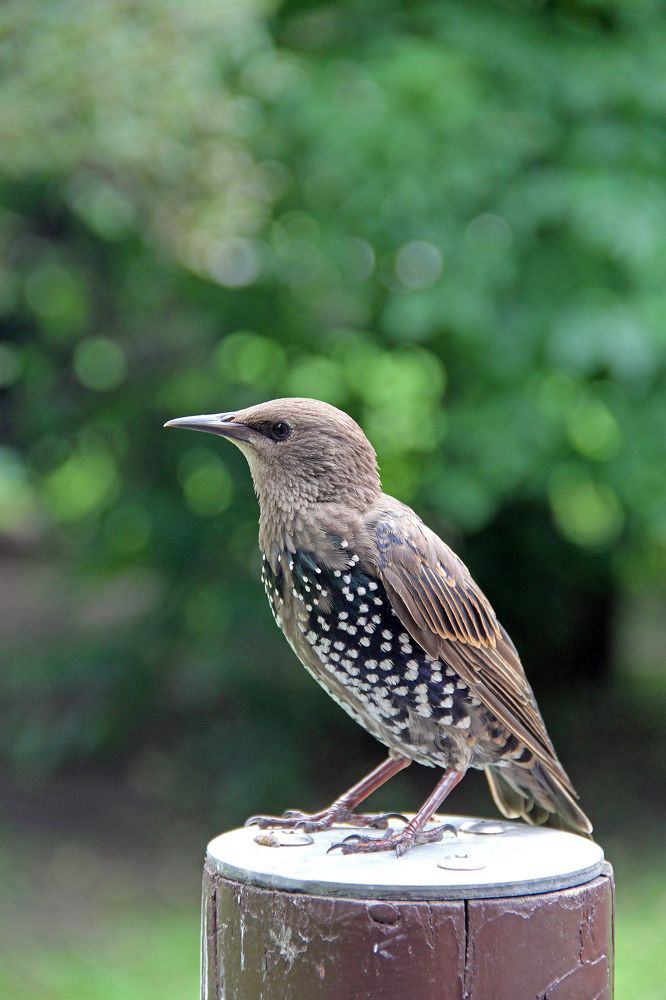 Скворец позирует на камеру.