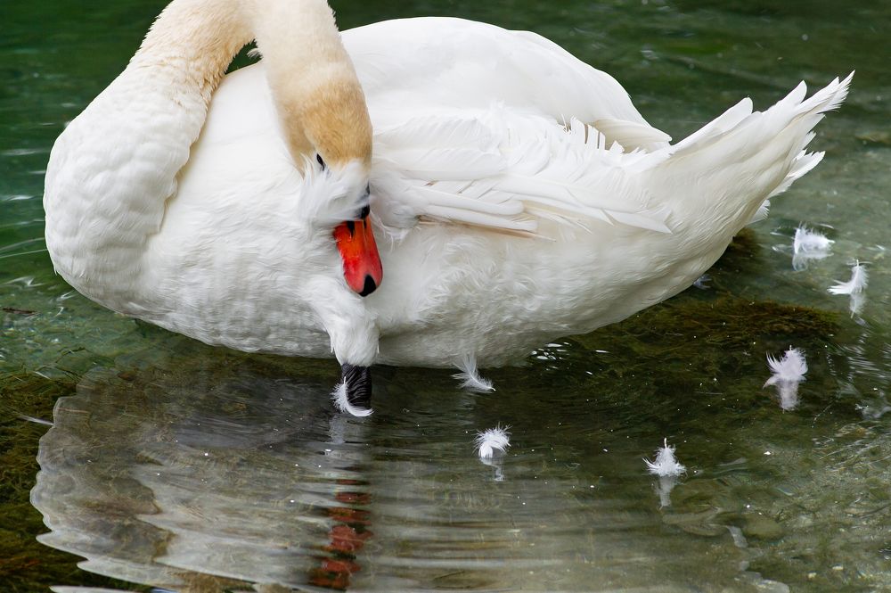 Photograph by Алексей Вяткин