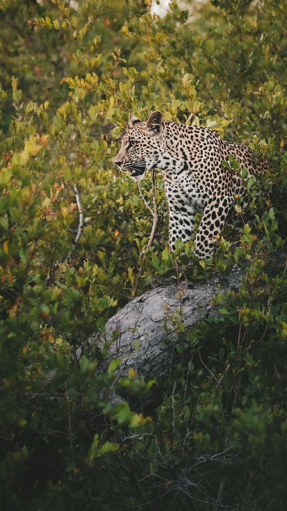 Photograph by Елена Митрофанова