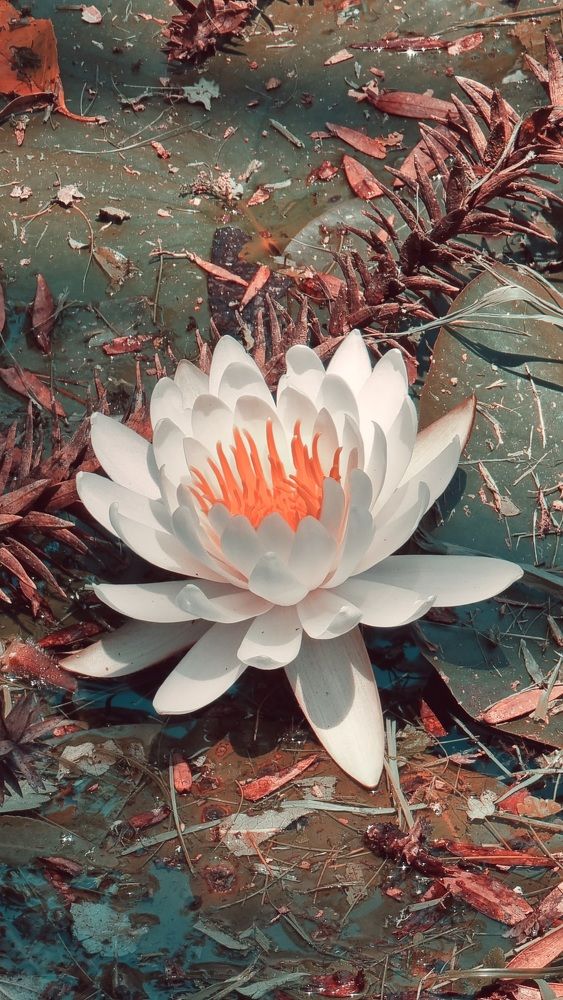 Photograph by Marie G